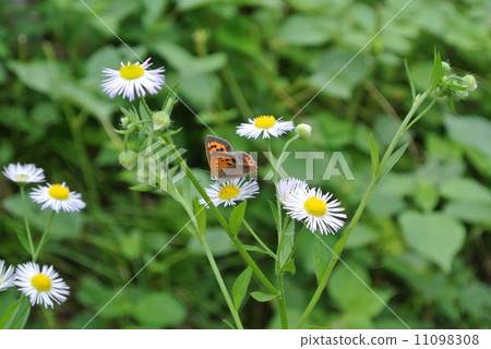 花和蝴蝶 花和蝴蝶 11098308