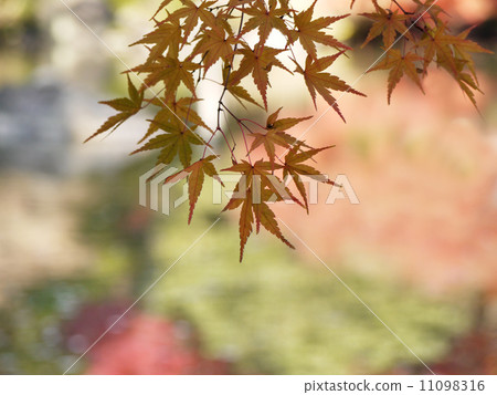 秋天的樹葉 秋天的樹葉 11098316