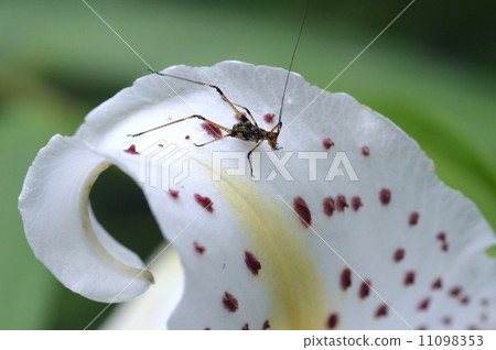 Tsumugi on lily petal 11098353