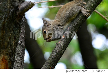 Wild Hondlis 11098354