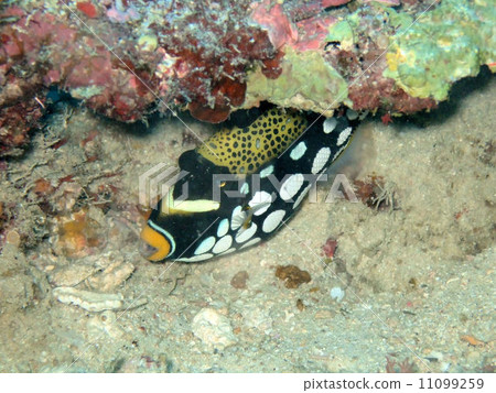 Mongara Kawahagi 11099259