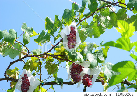 Grape picking 11099265