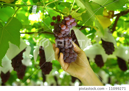 Grape picking 11099271