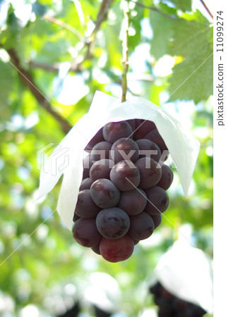 葡萄採摘 11099274