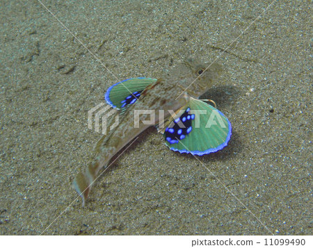 Gurnard Gurnard 11099490