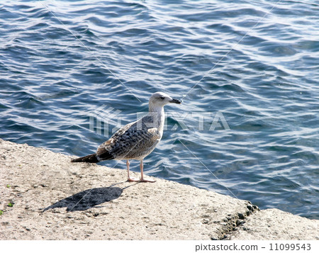 seagull 11099543