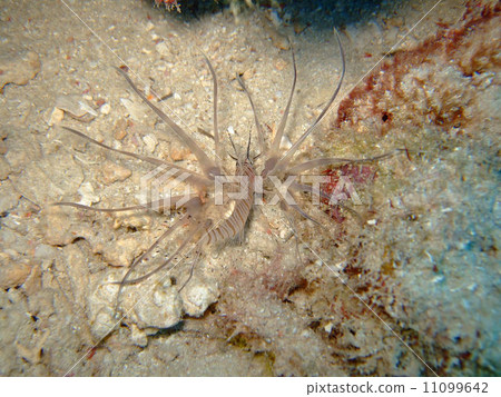 Lionfish Lionfish 11099642