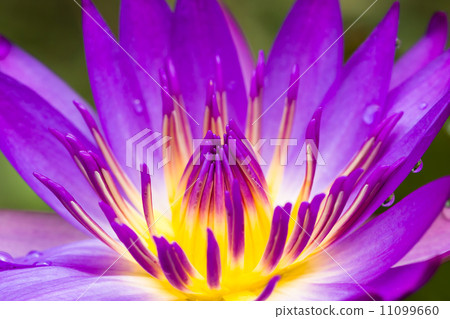 Purple water lilly Purple water lilly 11099660