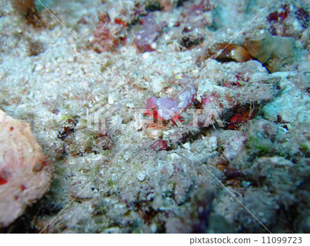 Miyaketeguri 11099723