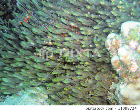 Kinmemodoki Kinmemodoki 11099724