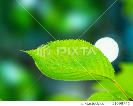 Cherry blossoms of fresh green 11099745