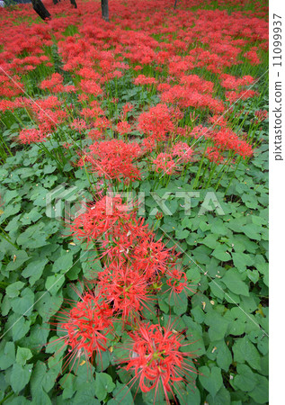 芒Sunahana 芒Sunahana 11099937