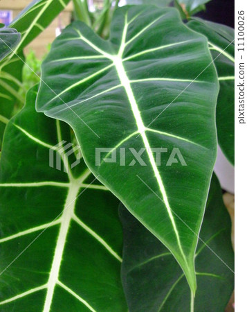 Alocasia Alocasia 11100026