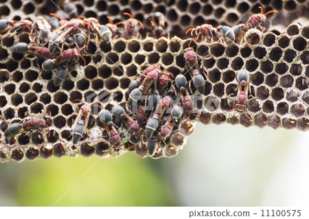 Nest of Hornet Nest of Hornet 11100575
