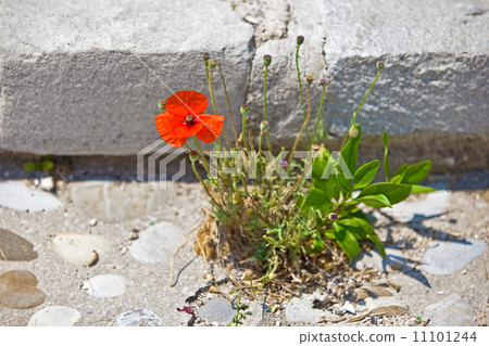 strong poppy 11101244