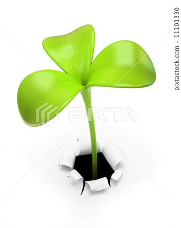 Young green three leaf sprout 11101330