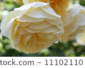 Rose   11102110