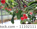 Cherry 11102111