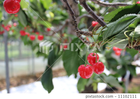 Cherry 11102111