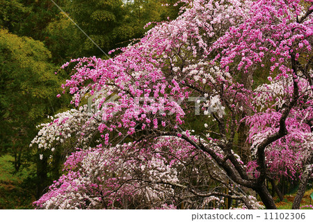 Blooming flowers 11102306