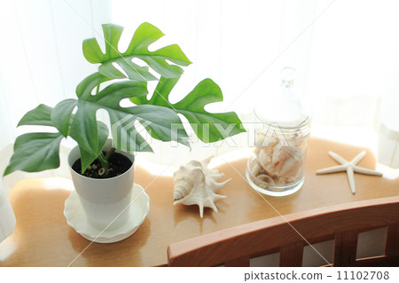 Monstera and Seashell 11102708