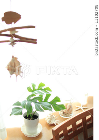 Monstera and Seashell 11102709