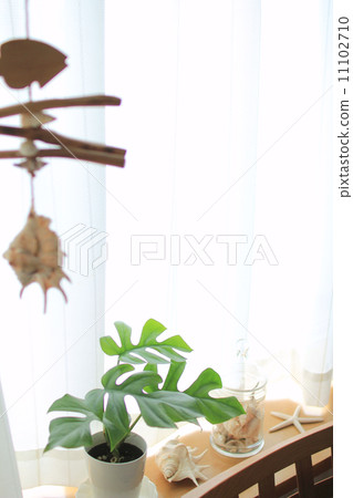 Monstera and Seashell 11102710