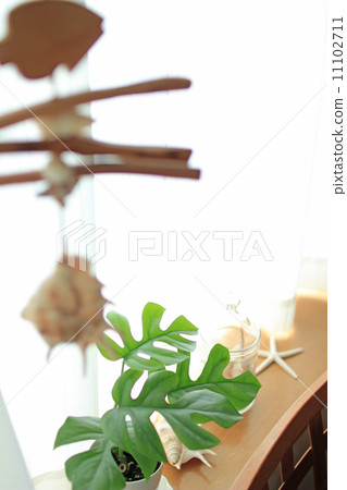 Monstera and Seashell 11102711