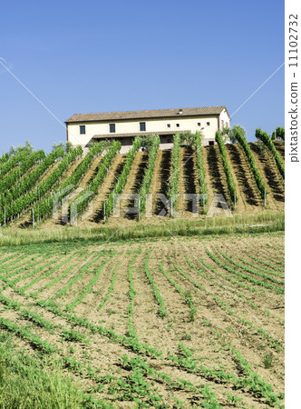 Vine plantations and farmhouse in Italy 11102732