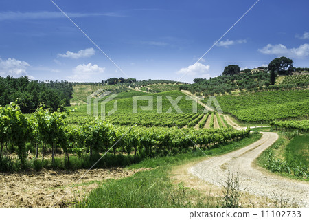 Vine plantations and farmhouse in Italy 11102733