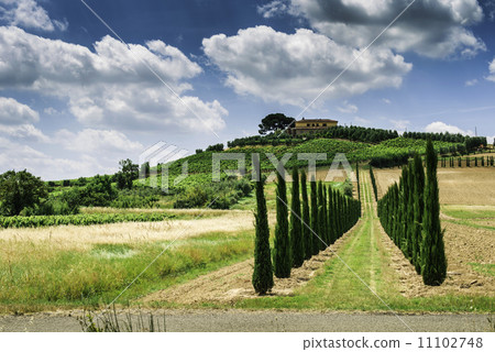Vineyards and farm road in Italy 11102748