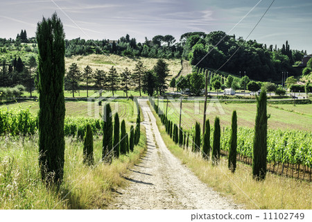 Vineyards and farm road in Italy Vineyards and farm road in Italy 11102749