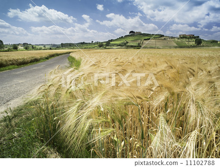 Cereal crops and farm in Tuscany 11102788