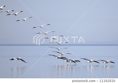 American White Pelican 11102810