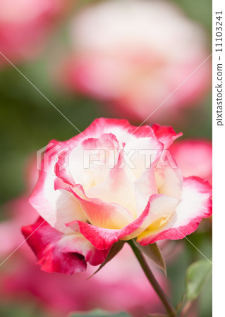 Rose Double Delight 11103241