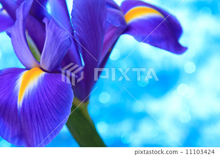 Beautiful blue iris flowers background 11103424