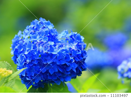 心臟 心臟 11103497