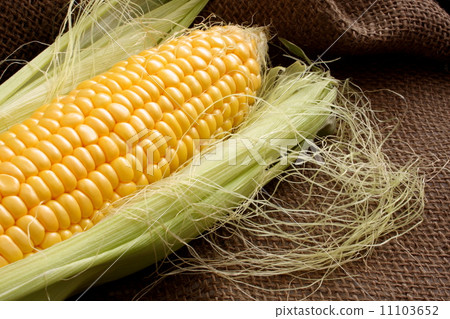 玉米玉米 11103652