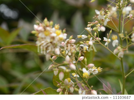 南方的花朵 11103687