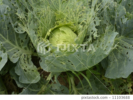 被卡特彼勒吃掉的白菜 11103688