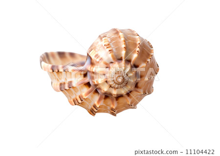Sea shell 11104422