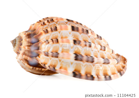 Sea shell Sea shell 11104425