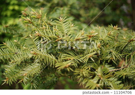 Kaya Torreya nucifera 11104706