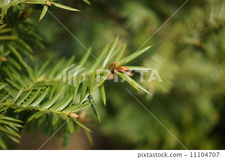 Kaya Torreya nucifera 11104707