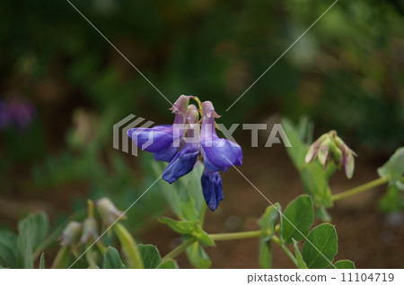 Hamaendo海灘豆山L豆屬japonicus Hamaendo海灘豆山L豆屬japonicus 11104719