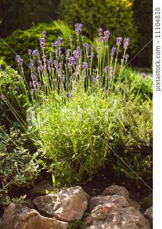 Lavender on rockery 11104810