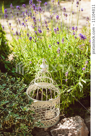 Lavender on rockery Lavender on rockery 11104811