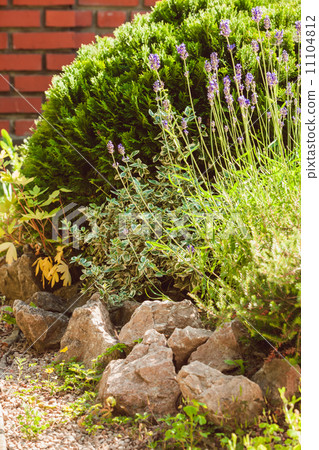 Lavender on rockery 11104812