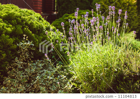 Lavender on rockery 11104813