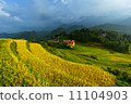 Golden rice terraces in Vitnam. 11104903